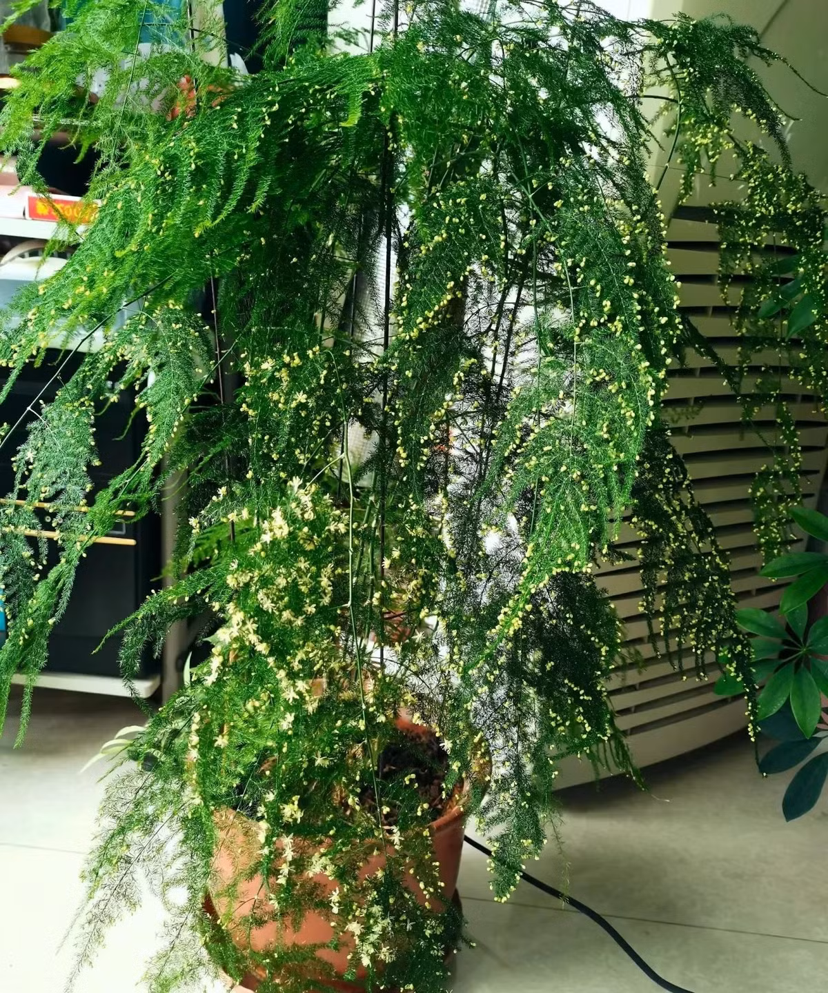  Ngoài ra, măng tây còn có tác dụng xoa dịu gan, giảm trầm cảm rất tốt nên nhiều người thích trồng bài chậu trong phòng khách hay phòng làm việc. Người xưa nói: "Trong nhà có cây may mắn, gia đình nhiều đời thịnh vượng, giàu có", có thể thấy ý nghĩa của măng tây thật sự rất tốt. 