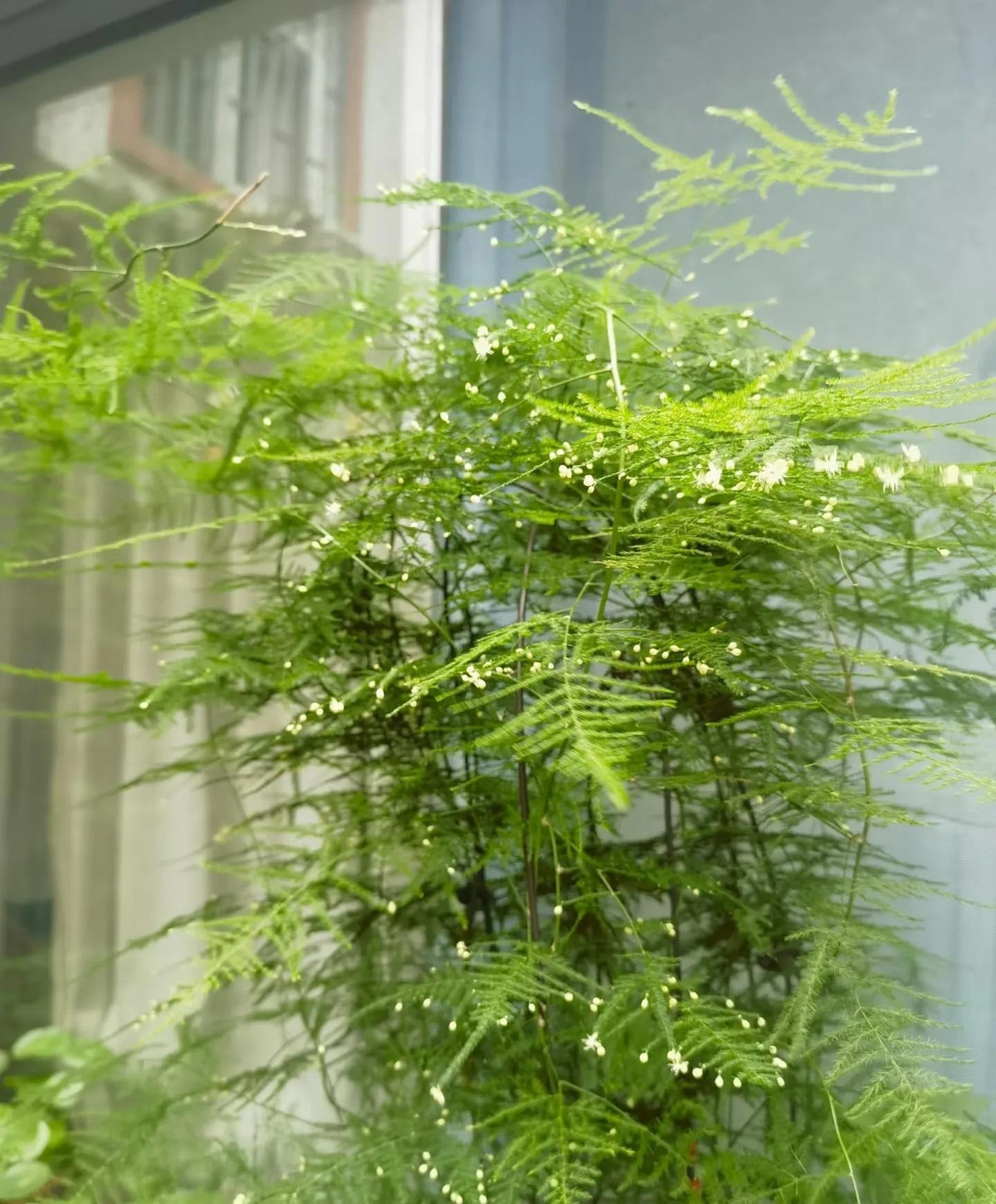  2. Người xưa nói: Măng tây ở hoa, gia đình phú quý. Măng tây cảnh tươi tắn và tao nhã, khác lạ, cứng cáp và ngay thẳng vì vẻ ngoài duyên dáng nên thường khiến người ta liên tưởng đến tính cách của cây tre. 