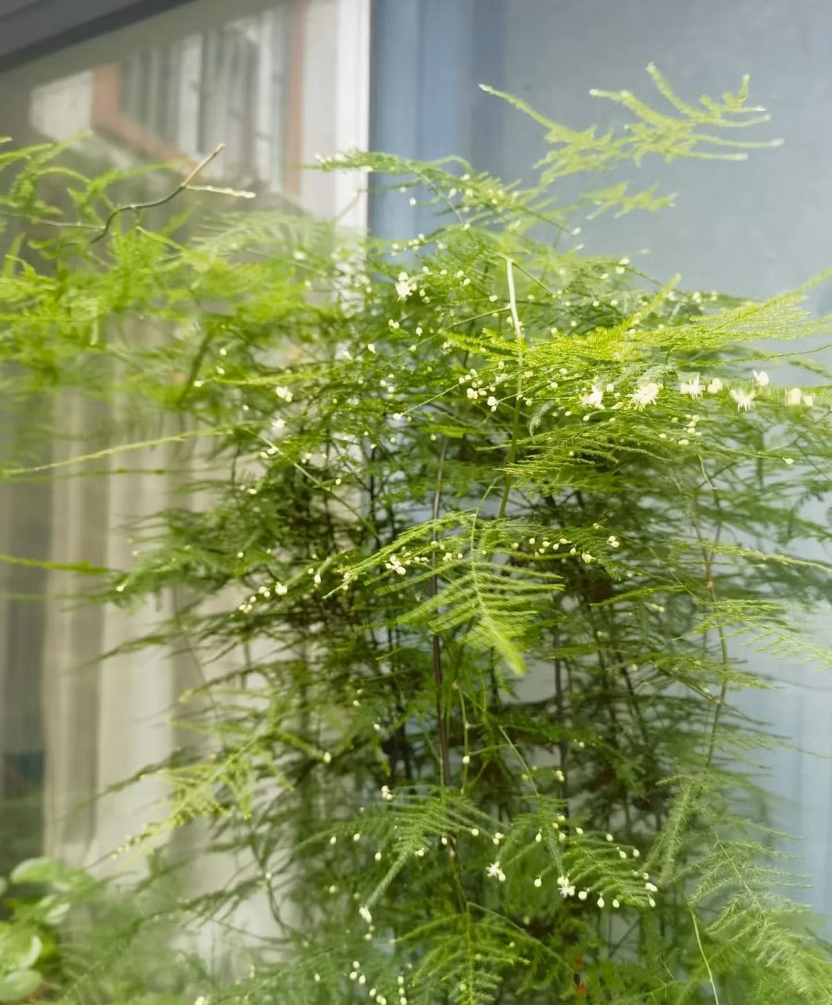  2. Người xưa nói: Măng tây ở hoa, gia đình phú quý. Măng tây cảnh tươi tắn và tao nhã, khác lạ, cứng cáp và ngay thẳng vì vẻ ngoài duyên dáng nên thường khiến người ta liên tưởng đến tính cách của cây tre. 