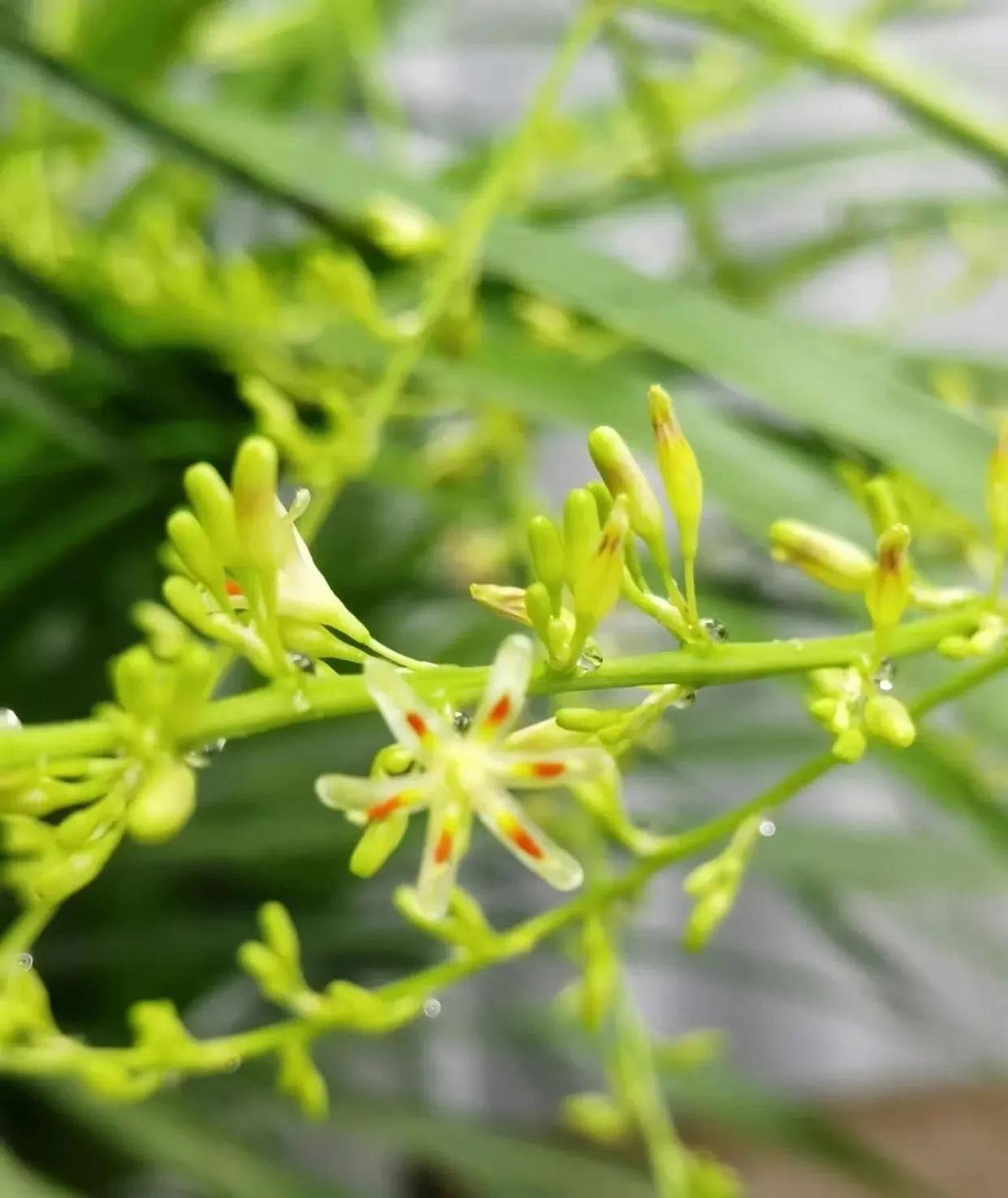  4. Người xưa nói: Huyết rồng nở hoa, chiêu thêm may mắn. Lá của cây huyết rồng dày đặc và dài, giống như một thác nước xanh, chỉ cần cắt tỉa một chút, nó có thể tràn đầy năng lượng và sức chịu đựng phi thường. Cành của nó rất cao và thẳng, khi đặt trong phòng khách trông thật quý phái. 