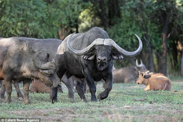 Tận mục con trâu đắt nhất thế giới giá 272 tỷ đồng - Hình 2 Tan muc con trau dat nhat the gioi gia 272 ty dong-Hinh-2