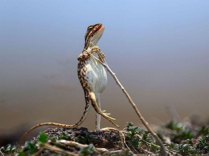 Một con thằn lằn cổ quạt cái, có nguồn gốc từ tiểu lục địa Ấn Độ, đứng thẳng để tránh cái nóng mùa hè. Ảnh: Sanjay Patil/Comedywildlifephoto.com