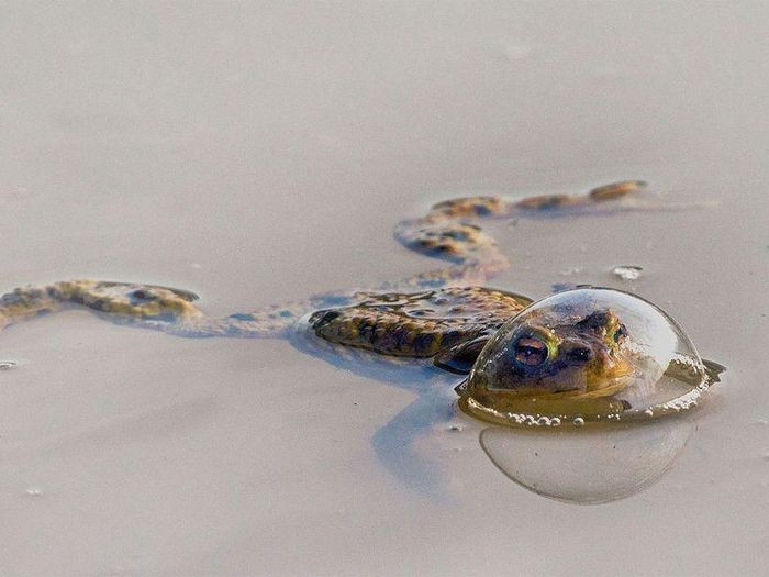 Một chú ếch với đầu trong bong bóng tại ao ở Đức. Ảnh: Eberhard Ehmke/Comedywildlifephoto.com