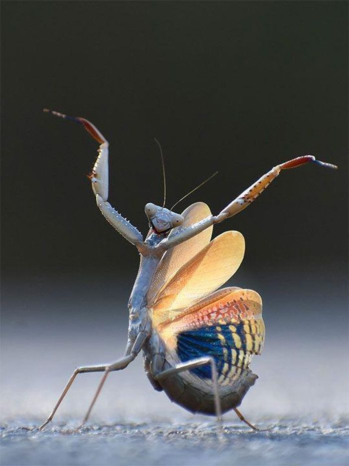 Một chú bọ ngựa như đang thể hiện vũ điệu của mình. Ảnh: Jose Miguel Gallego Molina/Comedywildlifephoto.com