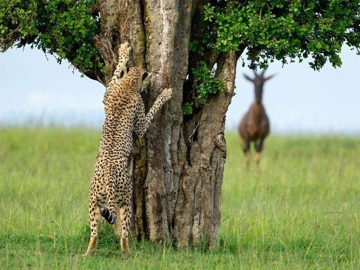 Trốn tìm: Một nhóm linh dương đang để mắt đến một con báo gêpa cái ở Kenya. Ảnh: Leslie McLeod/Comedywildlifephoto.com