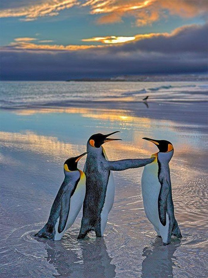 Một chú chim cánh cụt như đang cản một đối thủ khác tiếp cận bạn gái của mình. Ảnh: Andy Rouse/Comedywildlifephoto.com