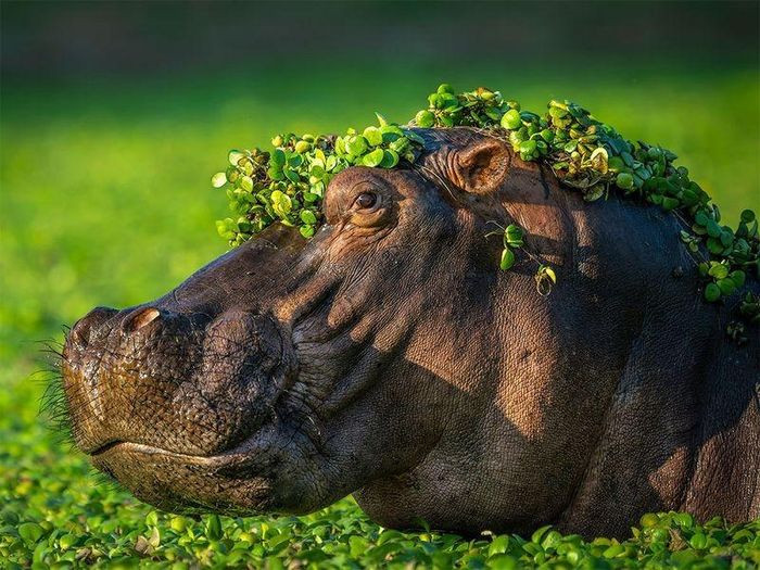 Một con hà mã với cây thủy sinh trên đầu, có vẻ như anh chàng vừa bước ra khỏi tiệm làm tóc. Ảnh: Artur Stankiewicz/Comedywildlifephoto.com