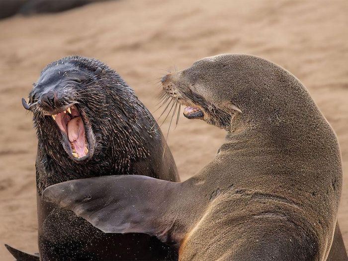 Hai chú hải cẩu đang cười vui vẻ, dường như chúng vừa chia sẻ một câu chuyện cười. Ảnh: Marti Phillips/Comedywildlifephoto.com