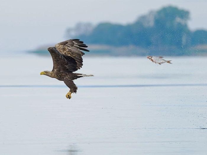 Sự đổi vai bất ngờ: Mọi chú cá khó chịu và quá mệt mỏi đều cần giải tỏa căng thẳng bằng cách săn một chú đại bàng đầu hói. Ảnh: Przemyslaw Jakubczyk/Comedywildlifephoto.com