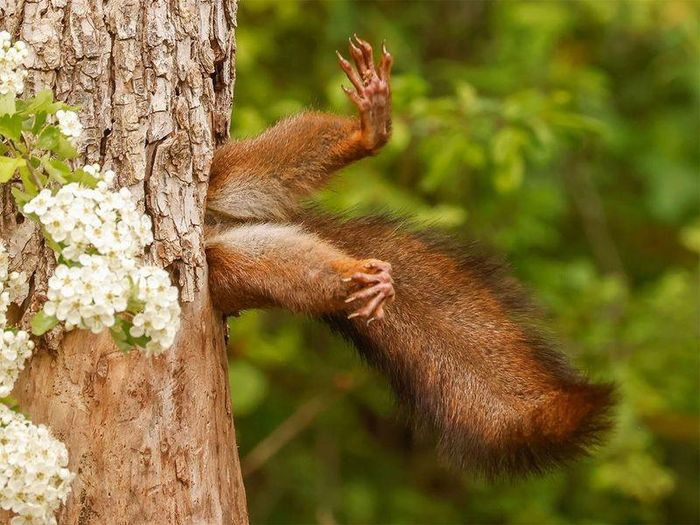 Khoảnh khắc chú sóc tạo dáng đặc biệt khi đang chui vào tổ. Ảnh: Milko Marchetti/Comedywildlifephoto.com