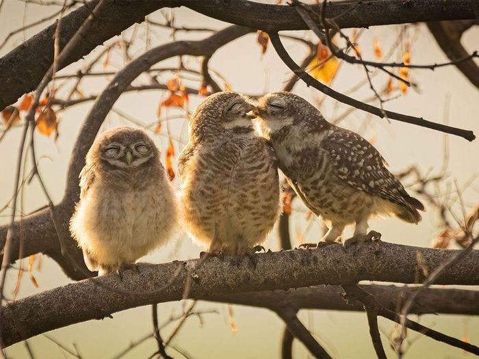 Hai chú cú mèo cố gắng tìm chút riêng tư khi đứa con nhỏ của chúng đứng cạnh với nụ cười toe toét và đôi mắt nhắm nghiền. Ảnh: Sarthak Ranganadhan/Comedywildlifephoto.com