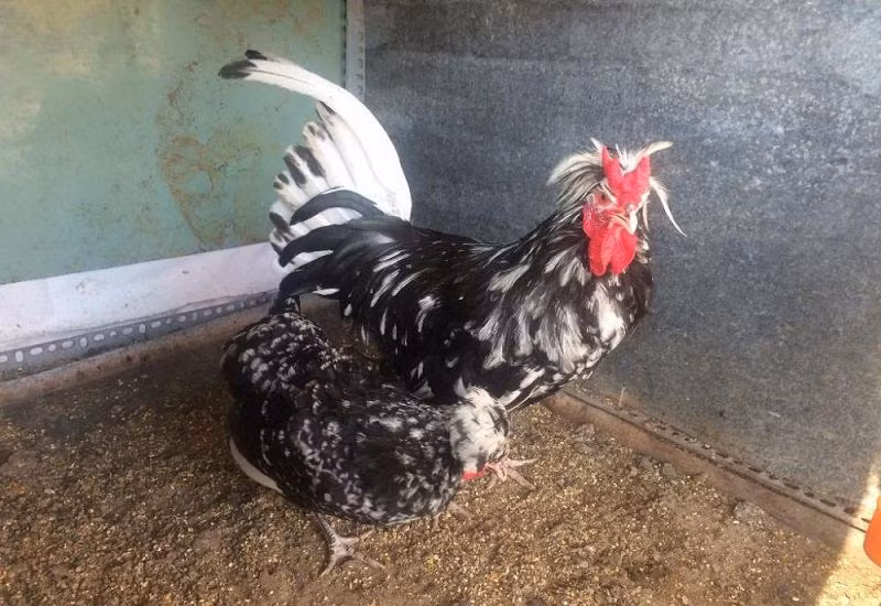 Cũng bởi tên gọi lạ và hình thức bắt mắt nên gà quý phi được bán với mức giá khá cao, từ 1,5-4 triệu đồng/con gà trống, 1-3 triệu đồng/con gà mái. Thậm chí, con gà đẹp mã còn được khách nước ngoài trả chục triệu đồng.