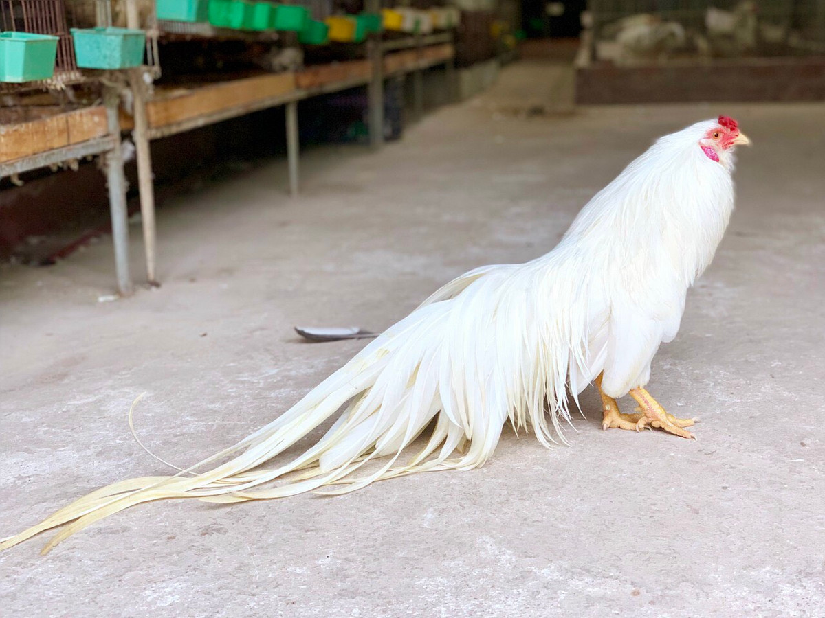 Giống gà tre Tân Châu nổi bật với bộ lông sặc sỡ tới hơn 20 màu lông khác nhau, đặc biệt là bộ lông đuôi phụng vĩ dài thướt tha, được giới sinh vật cảnh đánh giá rất cao.