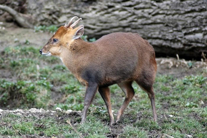 Mang Trung Quốc (Muntiacus reevesi) dài 43 - 45cm, là loài động vật bản địa của khu vực Đông Á. Loài này đã được du nhập vào Tây Âu. Dù kích cỡ nhỏ, chúng có thể phá hoại các khu rừng thưa do gặm cỏ và ăn lá.
