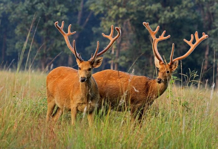 Nai đầm lầy (Rucervus duvaucelii) dài 1,2 - 1,4m, sống ở các vùng ngập nước của Ấn Độ. Đôi gạc phân nhánh nhiều của loài này rất có giá trị ngoài chợ đen. Chúng đã được du nhập vào Bắc Mỹ để phục vụ thú vui săn bắn.