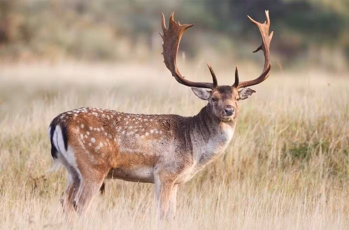 Hươu sao sừng tấm (Dama dama) dài 75 - 100cm, phân bố từ châu Âu đến Thổ Nhĩ Kỳ. Loài này có bộ lông lốm đốm và đôi gạc dẹt như chân vịt. Chúng đã được thuần hóa để nuôi lấy thịt.