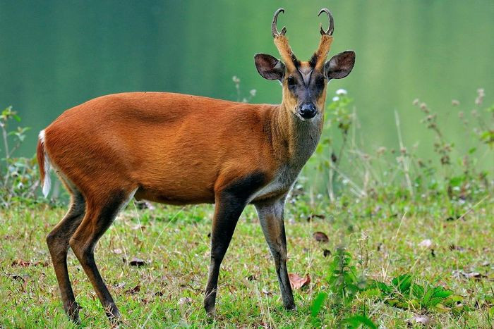 Hoẵng (Muntiacus muntjak) dài 40 - 65cm, phân bố ở Nam Á. Loài này sử dụng cặp gạc ngắn chỉ có một nhánh để đối phó với loài săn mồi và giao đấu với đồng loại để bảo vệ lãnh thổ.