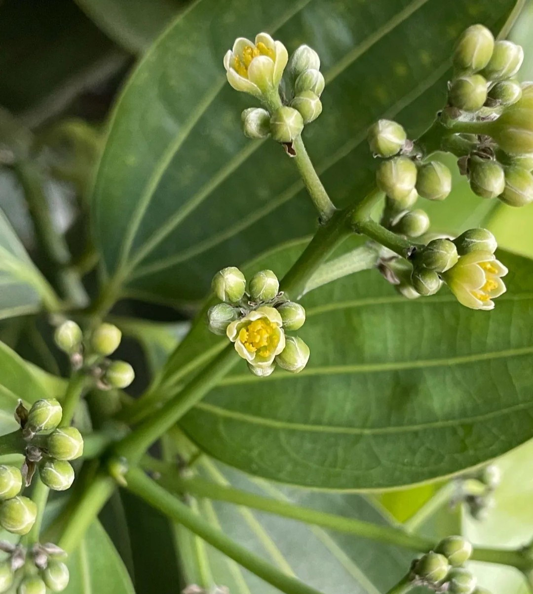  Loại cây này thường được trồng trong chậu trong nhà, không thích nơi quá sáng, ưa đất tơi xốp. Vì vậy khi trồng, bạn cần để ý thay chậu hoặc thay đất định kỳ, nên chọn đất lá mục hoặc đất giàu dinh dưỡng để giúp cây phát triển tốt và có thể ra hoa.