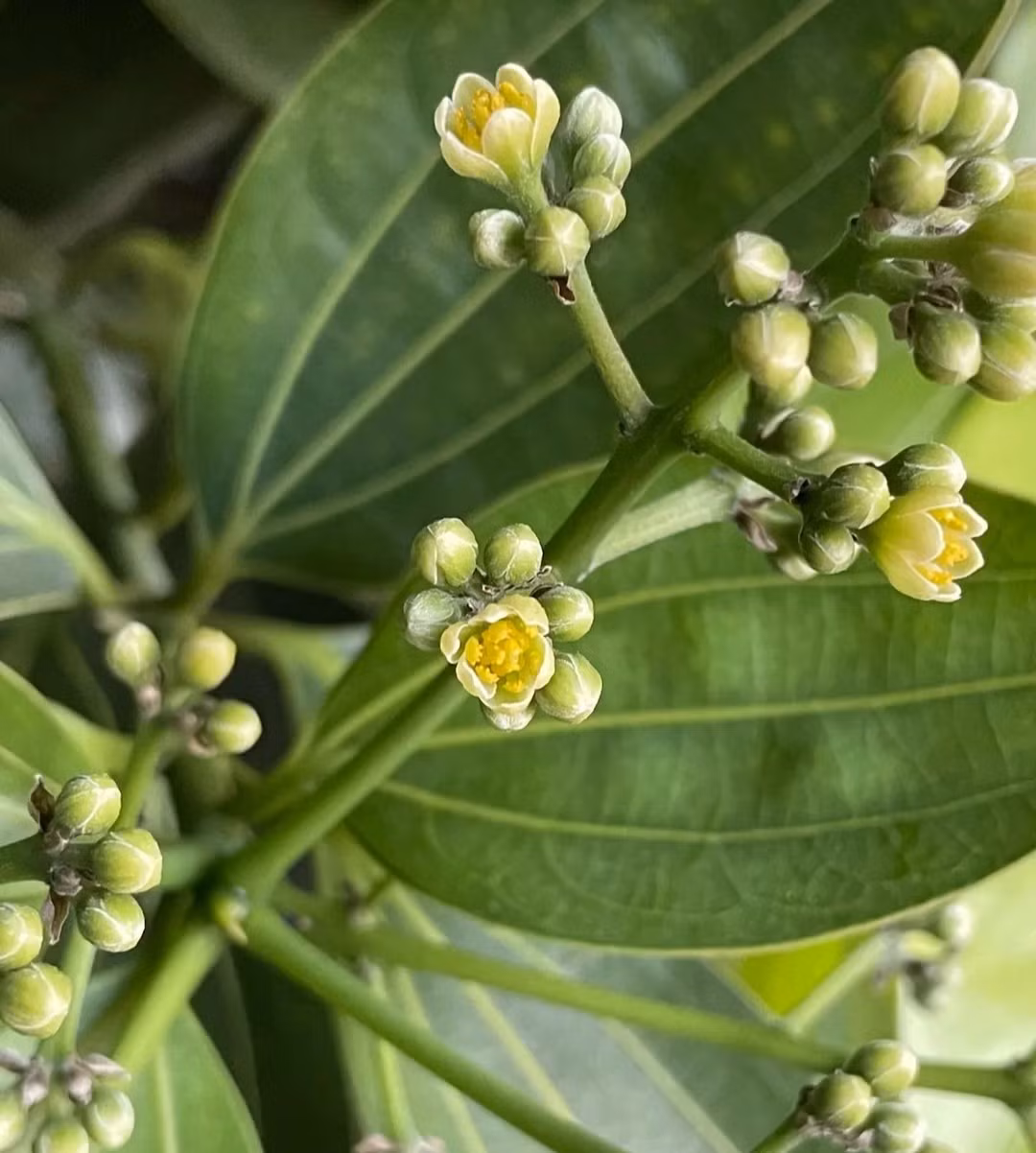  Loại cây này thường được trồng trong chậu trong nhà, không thích nơi quá sáng, ưa đất tơi xốp. Vì vậy khi trồng, bạn cần để ý thay chậu hoặc thay đất định kỳ, nên chọn đất lá mục hoặc đất giàu dinh dưỡng để giúp cây phát triển tốt và có thể ra hoa.