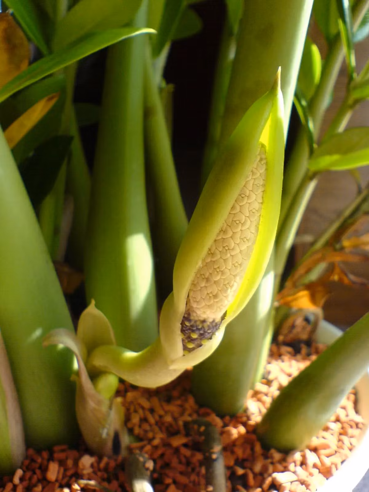  Để cây kim tiền nở hoa cần ít nhất tuổi thọ khoảng 3 đến 4 năm. Ngoài ra, trước khi ra hoa, cây cần được tiếp xúc với ánh sáng tán xạ nhiều hơn và bón phân chủ yếu là phân kali-phốt pho để thúc nụ hoa phát triển.