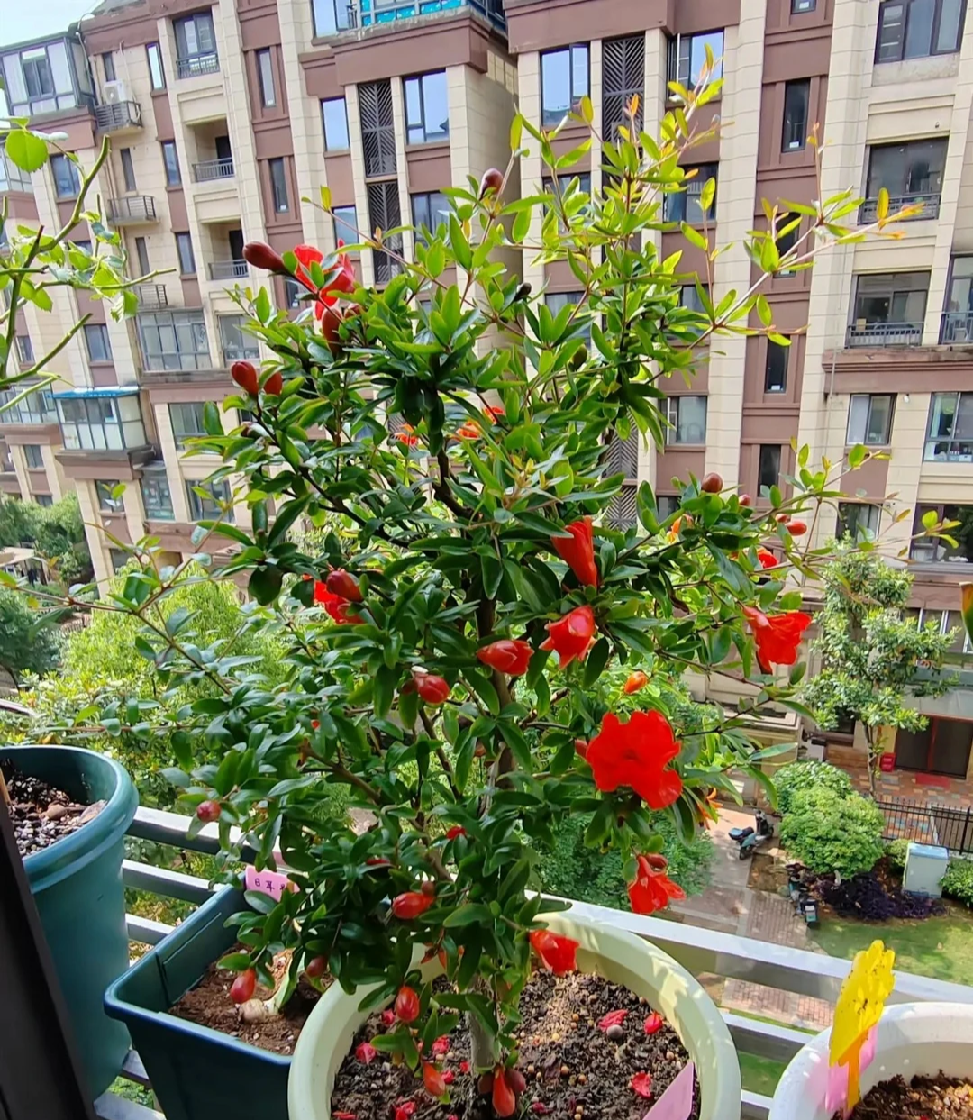 9. Cây cảnh: Lựu. Cây lựu tượng trưng cho nhiều con cháu, tài lộc dồi dào vì hoa màu đỏ thắm, rực rỡ và có nhiều hạt, nhìn là đã thấy may mắn, hạnh phúc. 