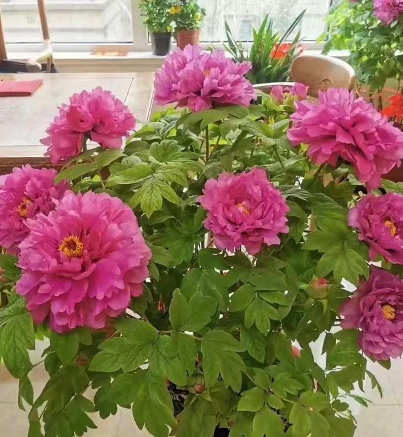 3. Cây cảnh: Mẫu đơn. Hoa mẫu đơn là cây bụi, có thể trồng trong chậu hoặc sân vườn. Mẫu đơn được trồng nhiều năm còn có thể trở thành cây cảnh bonsai quý giá với giá thành cao. 