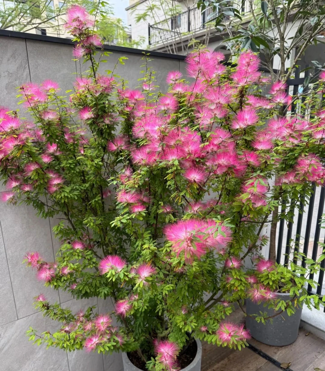 6. Cây cảnh: Hợp hoan. Như tên gọi, cây hợp hoan cũng mang ý nghĩa gia đình hạnh phúc, may mắn như ý. Hơn nữa, cây còn tượng trưng cho vợ chồng hòa thuận, vui vẻ. Khi cây hợp hoanm ra hoa, hoa mềm mại như lông vũ, màu sắc tươi sáng rất đẹp mắt, lộng lẫy. 