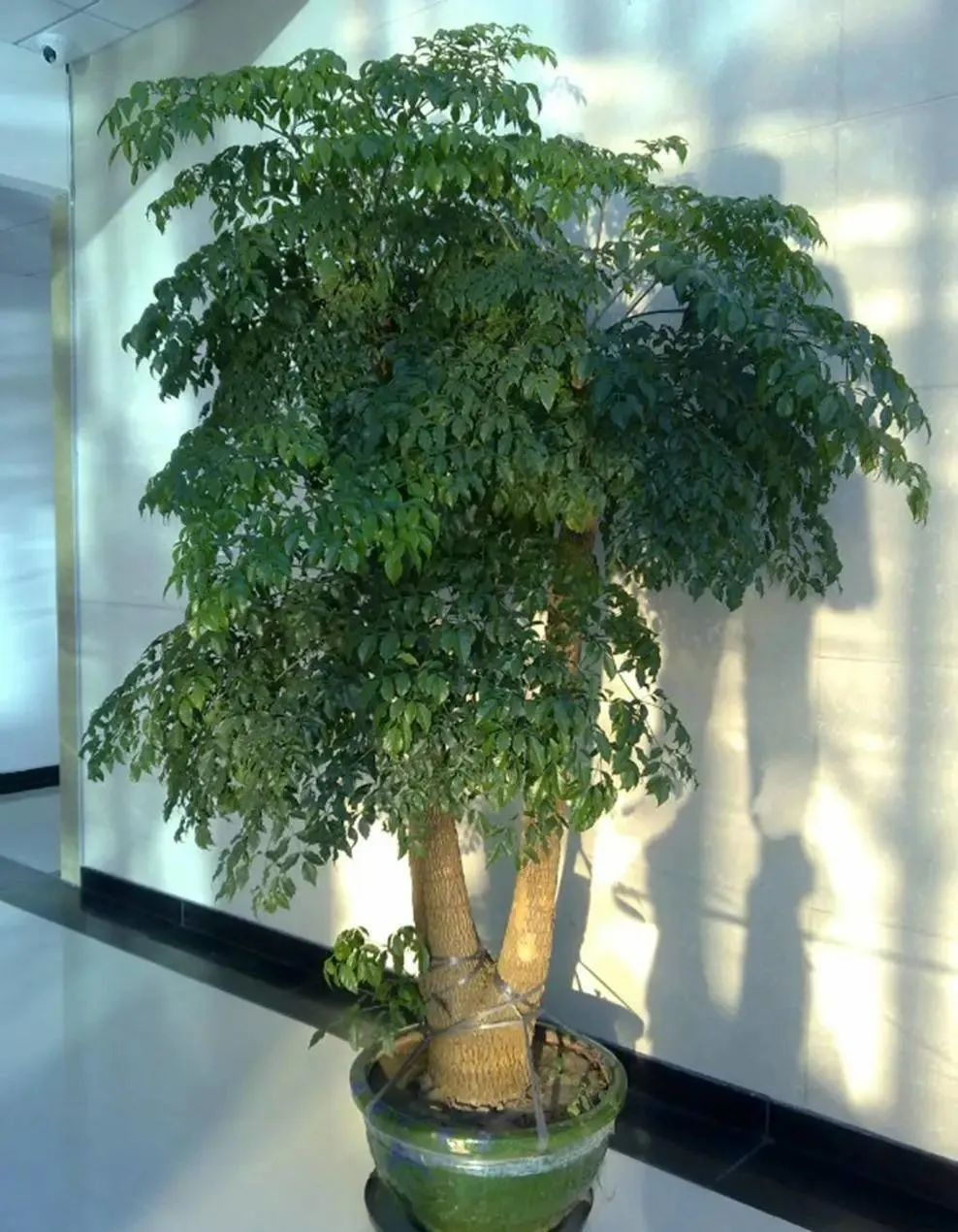 5. Cây cảnh: Hạnh phúc. Cây hạnh phúc có lá rậm rạp, khi phát triển mọc thành từng chùm mang lại cảm giác như sự trường thọ, hạnh phúc vĩnh cửu. Ý nghĩa phong thuỷ của loại cây này cũng rất hay: Giúp gia đình hòa thuận, tài lộc ngày càng vượng. 