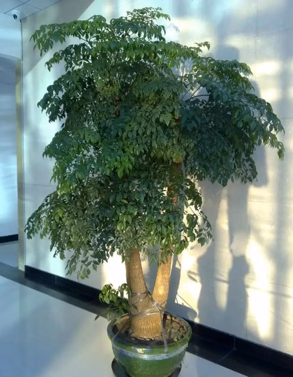 5. Cây cảnh: Hạnh phúc. Cây hạnh phúc có lá rậm rạp, khi phát triển mọc thành từng chùm mang lại cảm giác như sự trường thọ, hạnh phúc vĩnh cửu. Ý nghĩa phong thuỷ của loại cây này cũng rất hay: Giúp gia đình hòa thuận, tài lộc ngày càng vượng. 