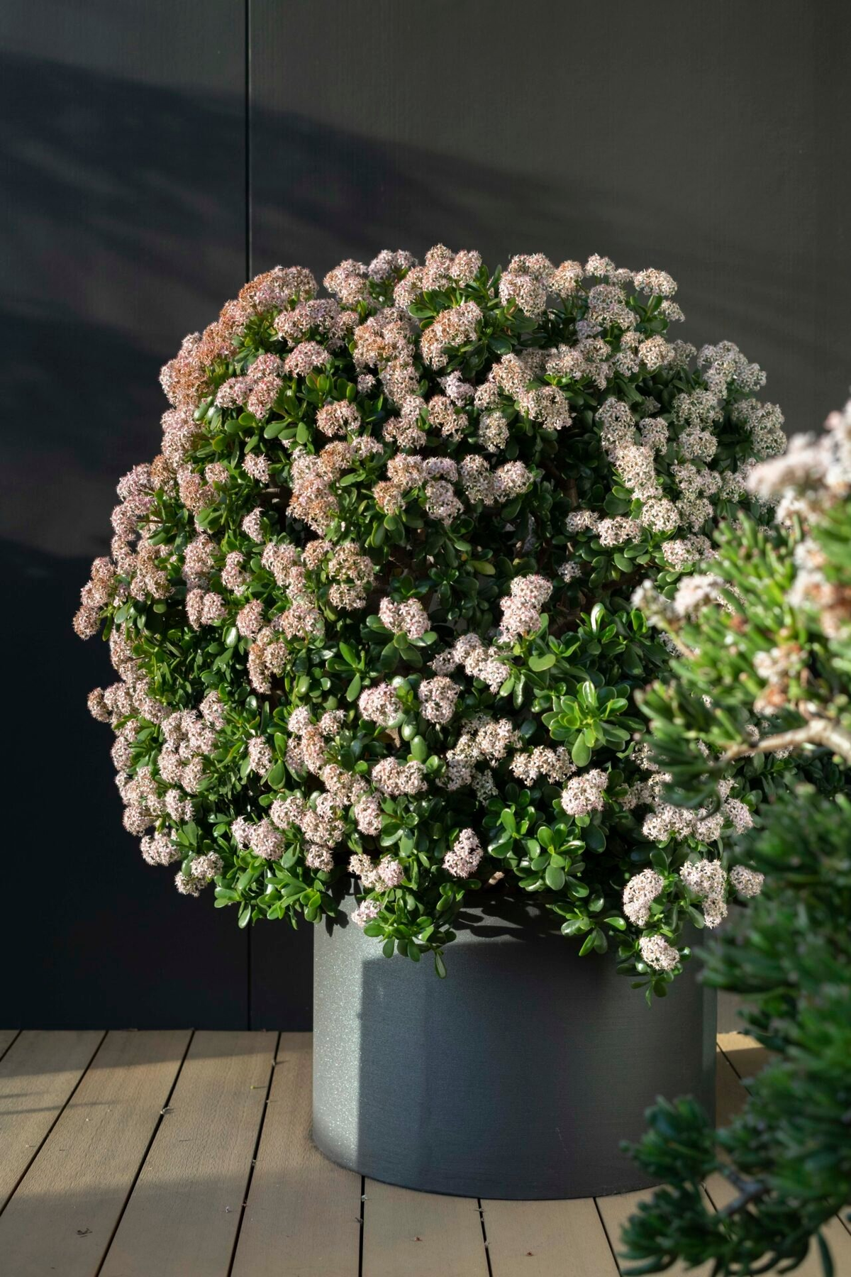  Ngoài câu "Ngàn năm vạn tuế khó nở hoa" thì người xưa cũng đúc kết được là: "Vạn năm ngọc bích không nở hoa" để nói về mức độ khó nở hoa của cây ngọc bích. Vì vậy nên các cụ quan niệm nếu cây ngọc bích trồng trong nhà đơm bông thì thì đó là dấu hiệu tốt của sự may mắn.