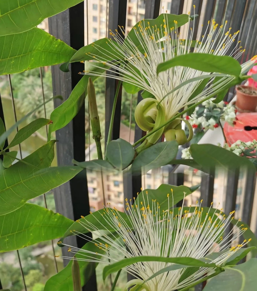 1. Cây cảnh: Kim ngân. Cây kim ngân có lá xanh tươi sáng bóng, hình dạng xoè ra giống như lòng bàn tay rất đẹp mắt. Loại này tượng trưng cho tiền của, tài lộc… nên được rất nhiều người ưa chuộng và trưng trong nhà. 