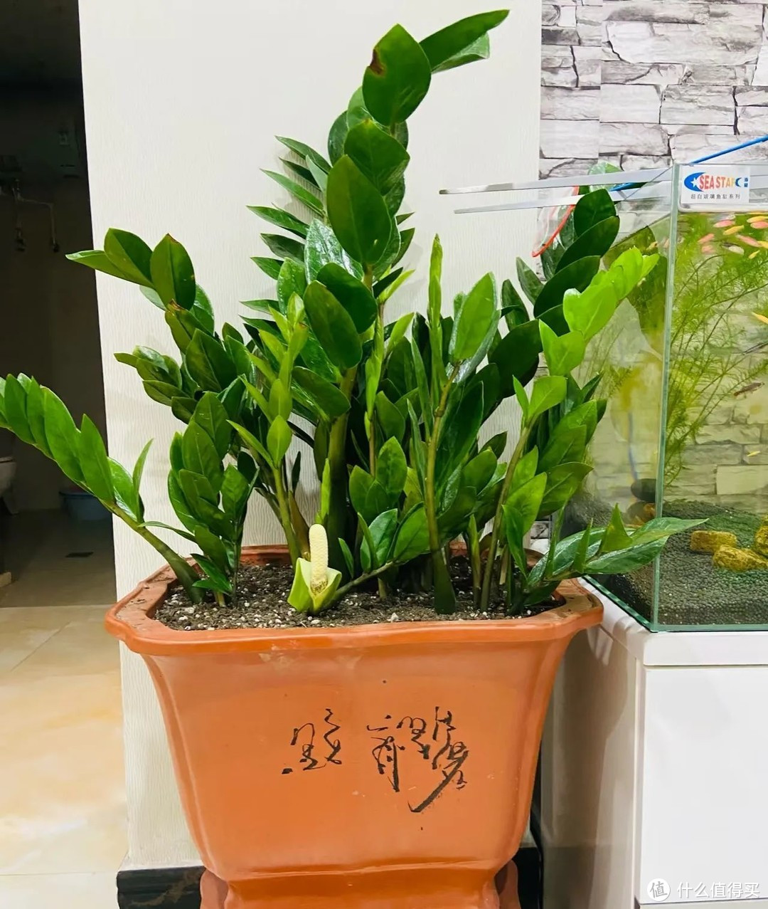 2. Cây cảnh: Kim tiền. Lá có hình dạng giống như đồng tiền xu, xâu lại thành từng chuỗi nên cây kim tiền tượng trưng cho tiền tài vào như nước, điềm lành. Kim tiền rất khó ra hoa, hoa có hình dạng như bông hoa Phật, màu sắc vàng nhạt. 