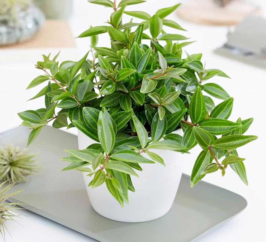 7. Cây cảnh: Bình an. Cây cảnh bình an có lá dày và đầy đặn, màu xanh tươi sáng. Hơn nữa, lá cây còn phát ra mùi thơm nhẹ nhàng giúp không gian trong nhà dễ chịu hơn. Cây bình an có ý nghĩa như ái tên: Bình yên và an lành. 