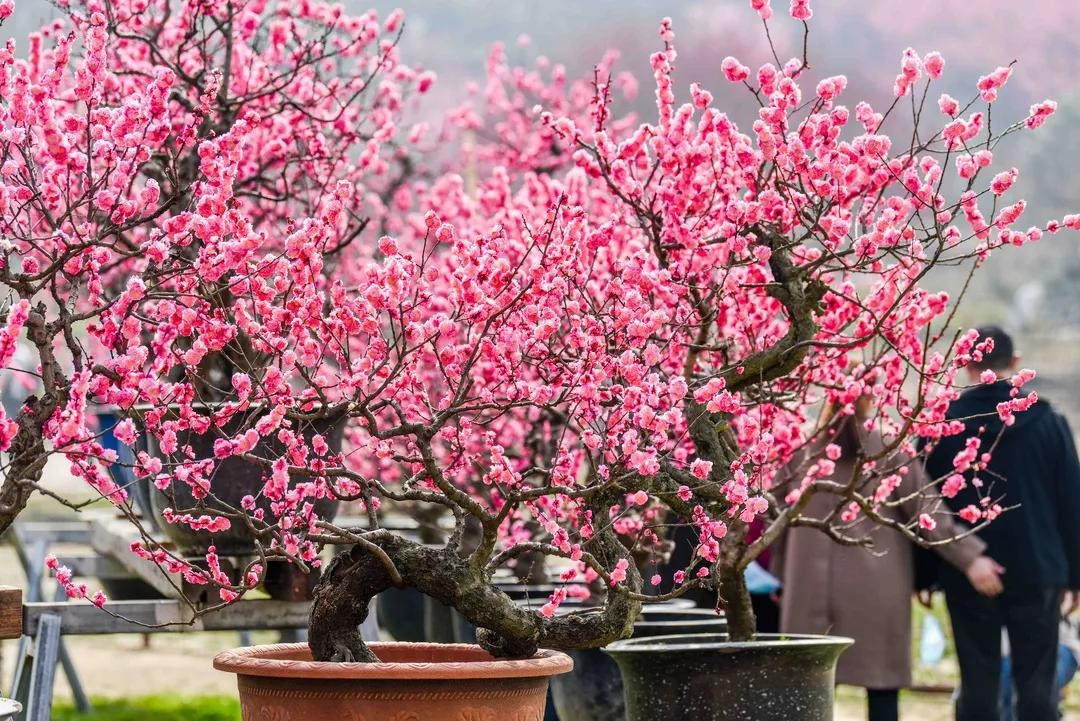 Ngoài ra, hoa mơ còn có thể chiết xuất tinh dầu. Hoa, lá, rễ và hạt của nó đều có thể dùng làm thuốc. Quả của nó thể ngâm với đường hoặc muối để dùng làm đồ uống...