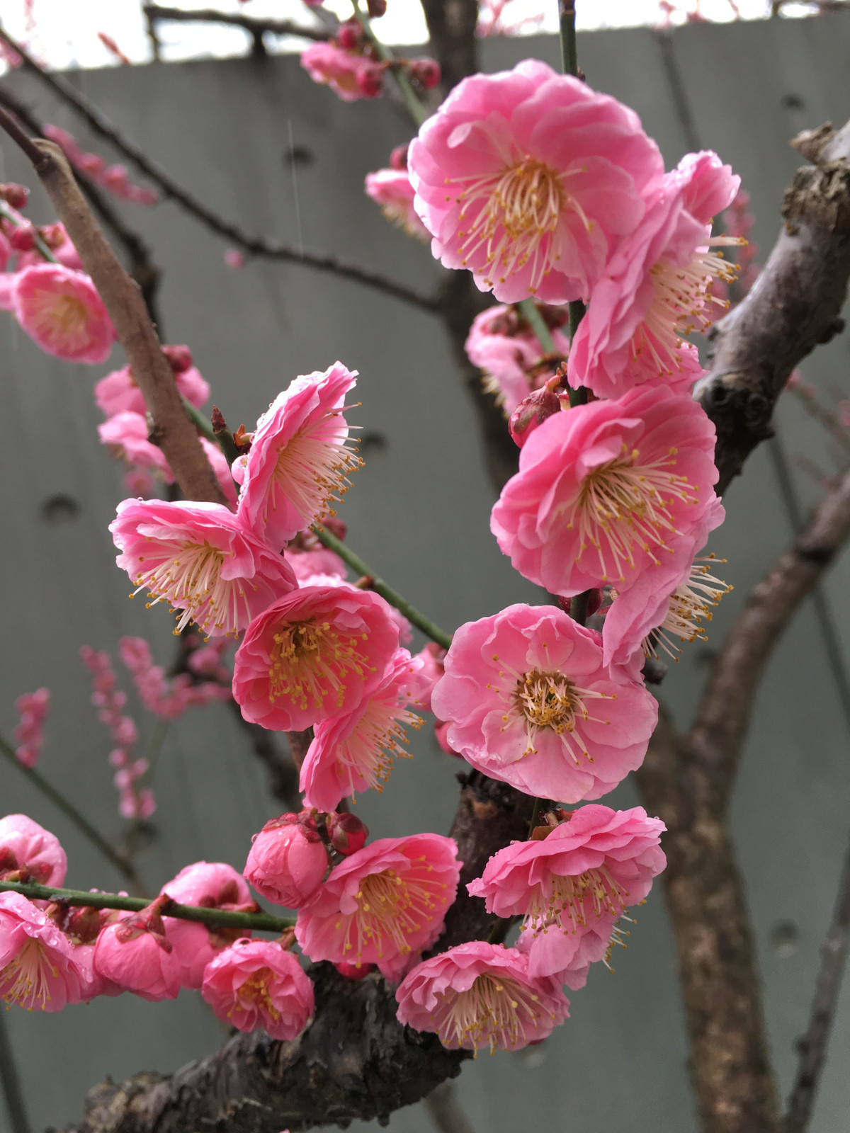 ##ss###style="font-size: 16px;">Những cành hoa mơ có sức sống mạnh mẽ và đơn giản, đặc biệt thích hợp để làm cây cảnh, có thể trồng ở sân, ban công hoặc trong phòng khách. có hương thơm trong trẻo, dễ chịu.