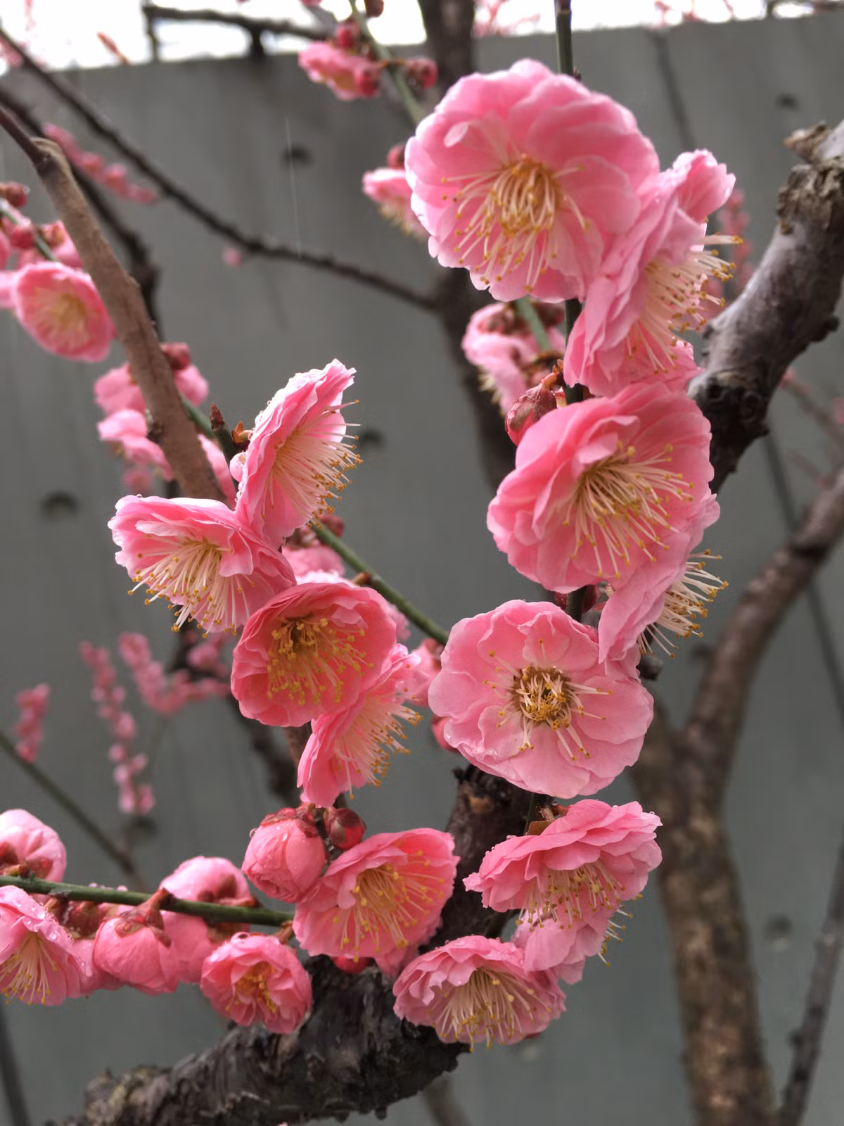 Những cành hoa mơ có sức sống mạnh mẽ và đơn giản, đặc biệt thích hợp để làm cây cảnh, có thể trồng ở sân, ban công hoặc trong phòng khách. có hương thơm trong trẻo, dễ chịu.