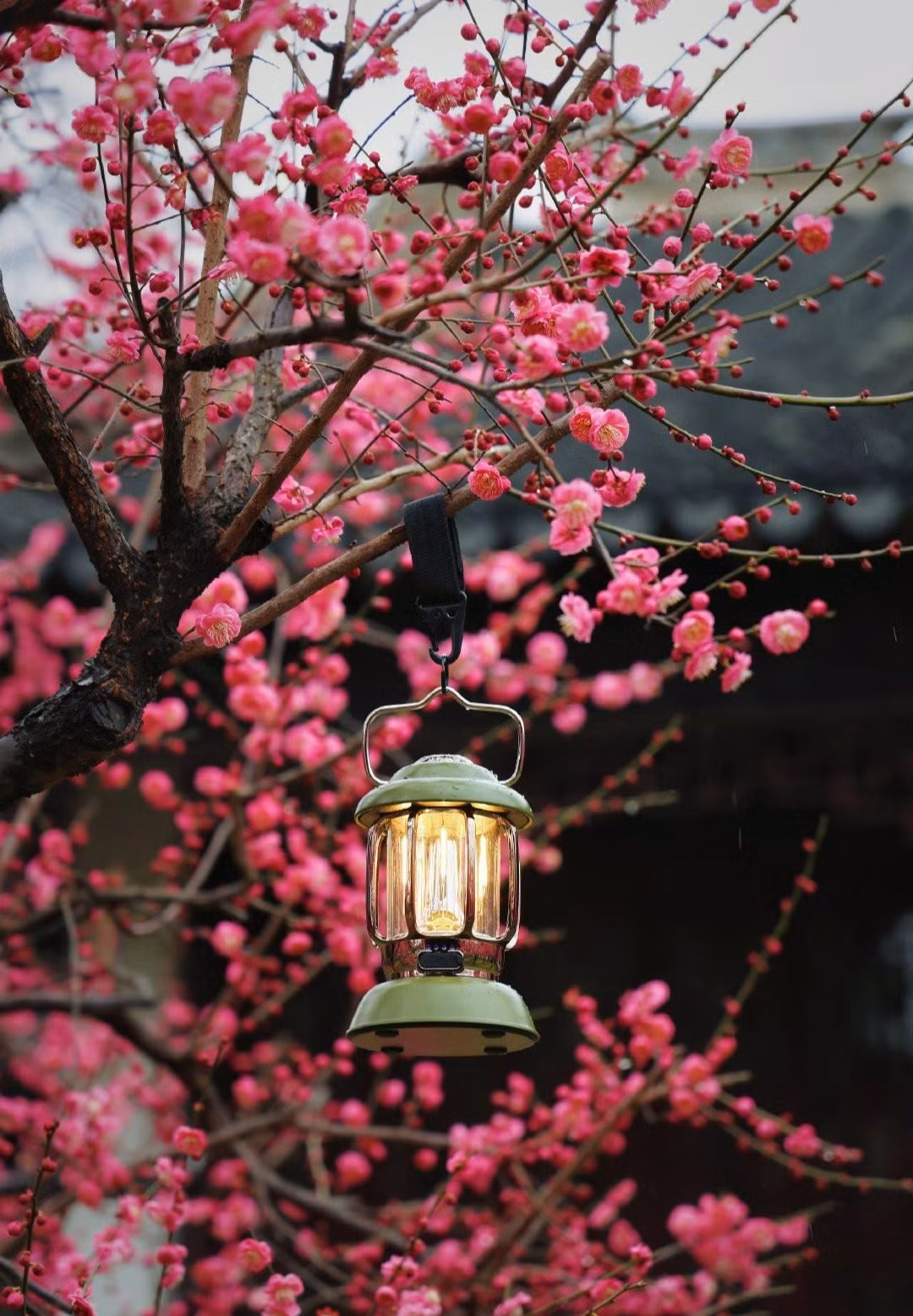  Loại hoa này có nhiều màu sắc như trắng, đỏ, hồng. Loài mơ này ra hoa vào cuối mùa đông-đầu mùa xuân, thông thường là cuối tháng 1 hay đầu tháng 2 ở khu vực Đông Á, trước khi ra lá. Mỗi hoa có 5 cánh với đường kính khoảng 1–3 cm. 