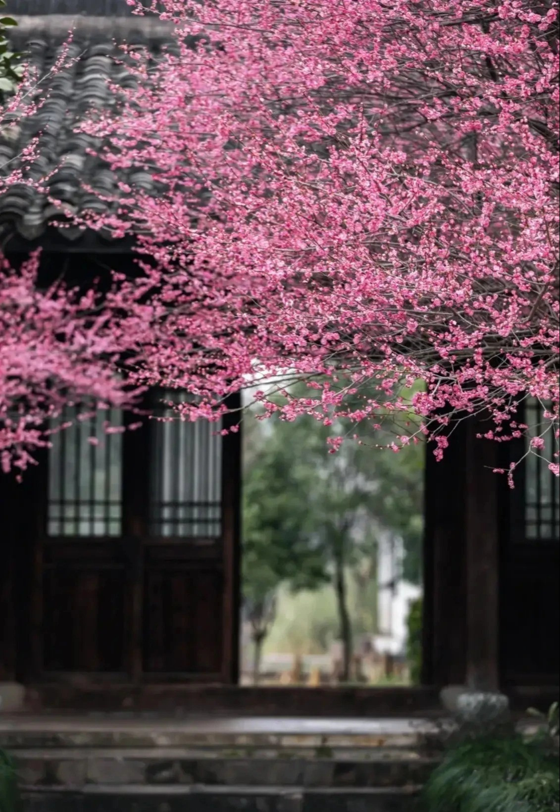 Năm phước lành trên có thể nói bao hàm mọi sự an khang thịnh vượng trong cuộc sống nên rất nhiều người xưa thích cây mận này. Cây cảnh này nở hoa trong lạnh giá, gió tuyết, càng lạnh hoa càng nở đẹp, nhở nhiều và rực rỡ. Do đó, nó là biểu tượng của sự kiên trì, mạnh mẽ, tinh thần không sợ hãi trước khó khăn, gian khổ. 