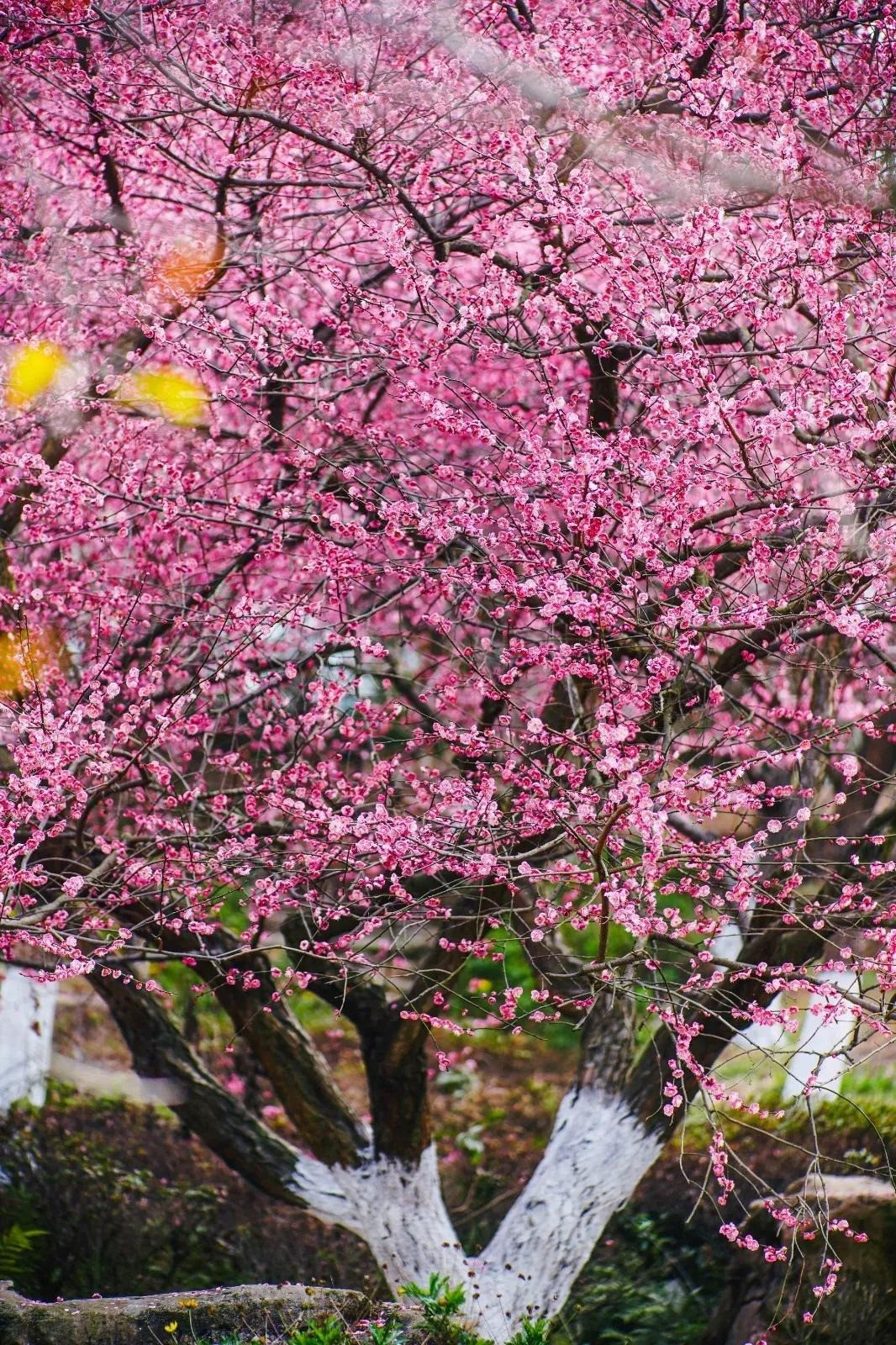  Cánh thứ ba tượng trưng cho sự an lạc, thân thể khỏe mạnh, tâm hồn yên ổn; Cánh thứ tư tượng trưng cho đức hạnh, lương thiện; Cánh thứ năm tượng trưng cái chết êm ả, thanh thản, không đau đớn vì bệnh tật, không vướng bận phiền não, ôn hòa tự tại rời khỏi nhân gian.