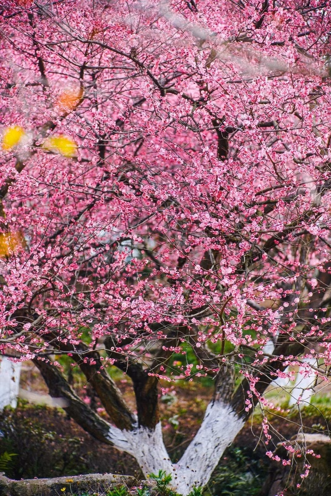  Cánh thứ ba tượng trưng cho sự an lạc, thân thể khỏe mạnh, tâm hồn yên ổn; Cánh thứ tư tượng trưng cho đức hạnh, lương thiện; Cánh thứ năm tượng trưng cái chết êm ả, thanh thản, không đau đớn vì bệnh tật, không vướng bận phiền não, ôn hòa tự tại rời khỏi nhân gian.