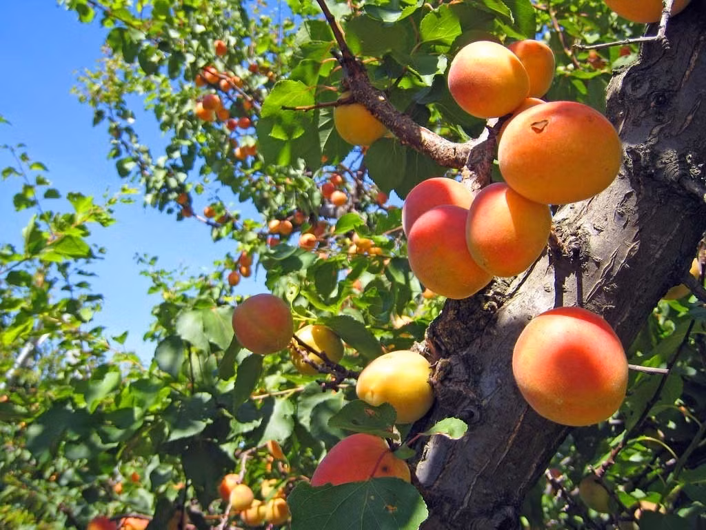  Thông thường hoa có màu trắng, mặc dù một số giống cây trồng có thể có hoa màu hồng hay đỏ sẫm. Lá xuất hiện gần như ngay sau khi các cánh hoa rụng. Các lá hình ô van nhọn mũi. Quả chín vào đầu mùa hè, thông thường khoảng tháng 6 ở Đông Á.