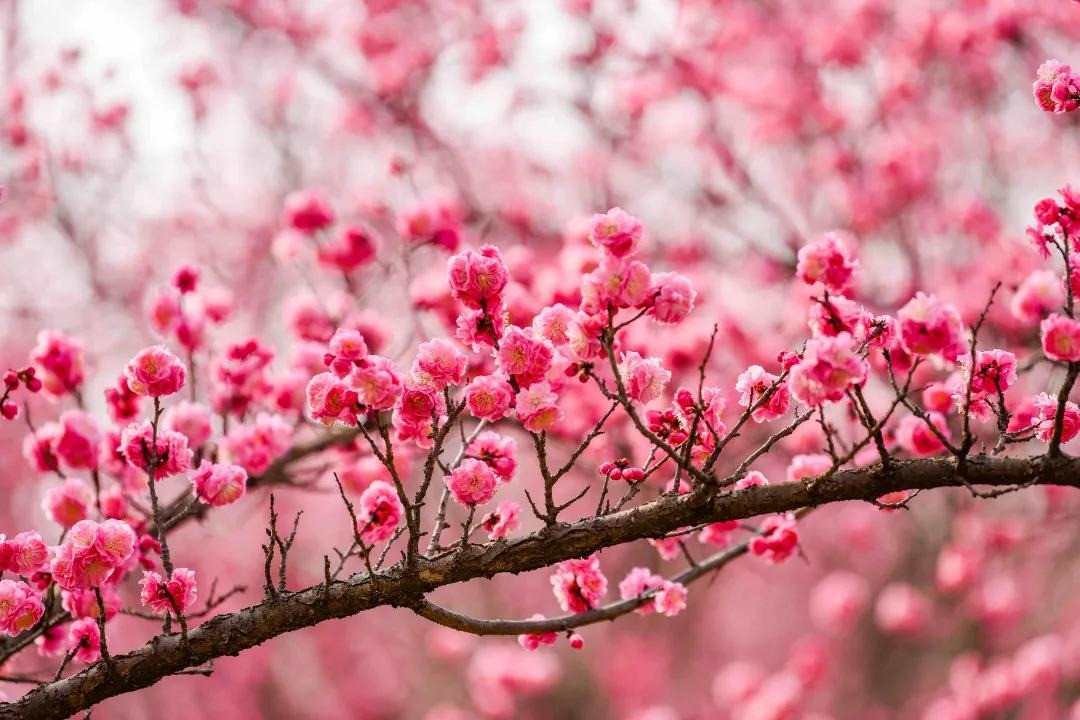  Cây cảnh tượng trưng cho ngũ phúc sẽ đem lại cho bạn những hy vọng tốt lành vào năm mới Ất Tỵ. Ngay từ bây giờ, bạn có thể rước cây cảnh ngũ phúc về nhà để chăm sóc nhé!