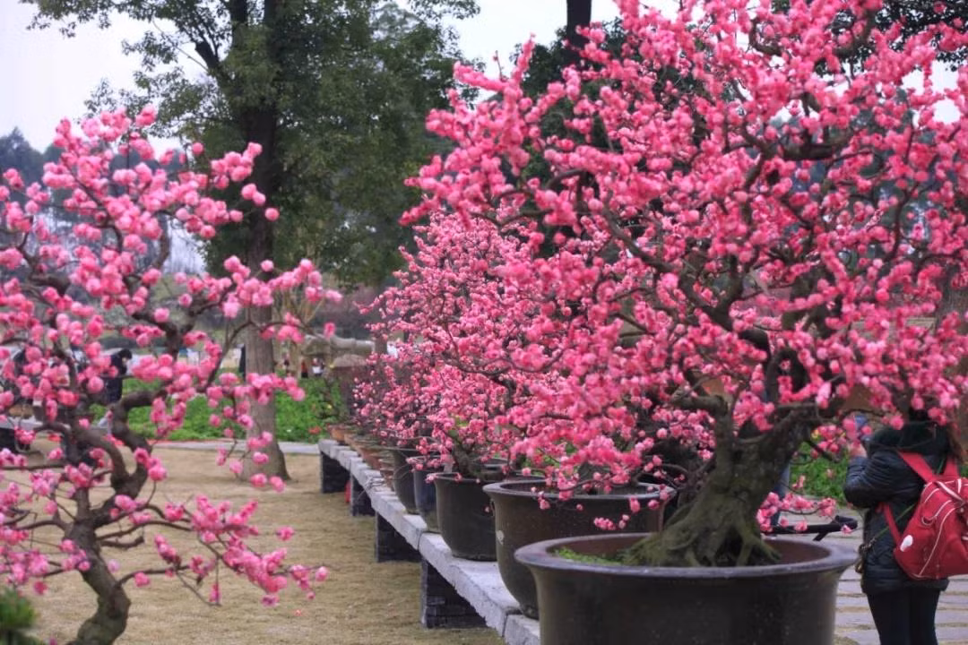  Hoa mơ đứng kiêu hãnh, bông hoa đầu tiên nở một mình trong cái lạnh khắc nghiệt, vì tính cách lạnh lùng và kiêu hãnh nên còn có tên là “người đẹp sương giá". Ngôn ngữ hoa của hoa mơ là chống lại sương giá và đón mùa xuân và nở hoa, mạnh mẽ, tao nhã và không tìm kiếm vinh quang và lợi ích. 