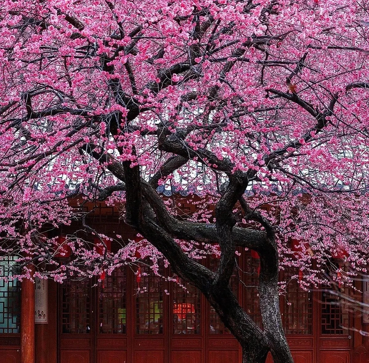 Đặc điểm của cây cảnh mơ mai: Cây cảnh mơ mai: Cây cảnh này được gọi là mơ, mơ ta, mơ Đông Á, mơ mai (tên khoa học là Prunus mume), cũng có nơi gọi là hoa mận hay hoa mai. Đây là một loài thuộc chi Mận mơ (Prunus) có nguồn gốc châu Á thuộc họ Hoa hồng (Rosaceae). 