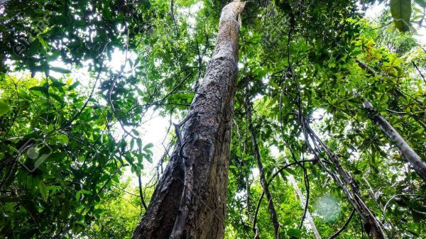 Ông Hoàng Khánh Hòa - Phó chủ tịch UBND xã A Dơi cho biết, dù người dân có ý thức tốt nhưng mỗi năm chính quyền vẫn tuyên truyền để bà con luôn nhớ đây là khu rừng quý hơn cả tiền, phải gìn giữ mãi mãi. (Ảnh minh họa)