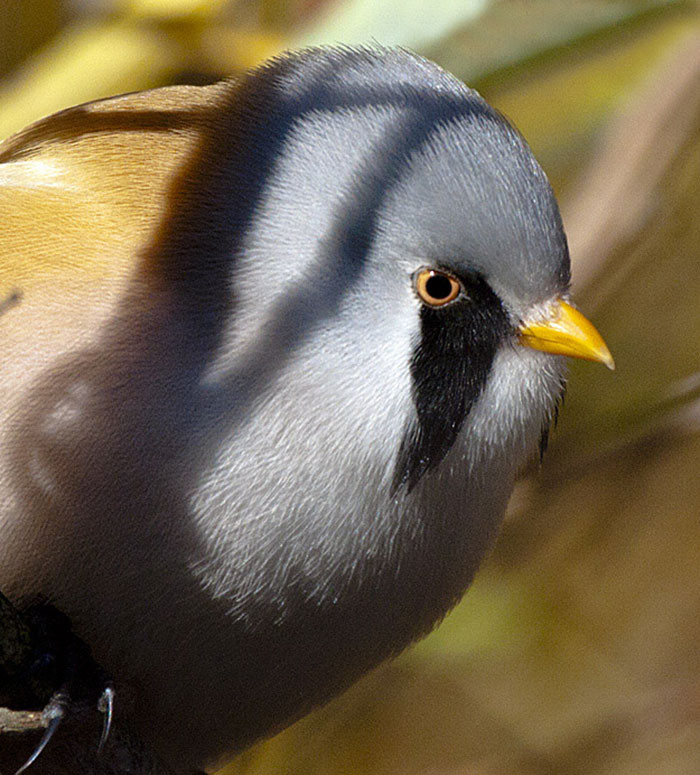 Bearded Reedling thích nghỉ ngơi bằng cách… xoạc chân và giữ thăng bằng giữa 2 nhánh cây như thế này. "Quốc Cơ – Quốc Nghiệp" phiên bản thế giới động vật là đây chứ đâu! Con đực có bộ lông màu nâu gừng cùng phần lông trên trán màu xanh xám. Chúng sở hữu bộ ria mép màu đen nổi bần bật kéo dài từ mắt xuống cổ họng. 