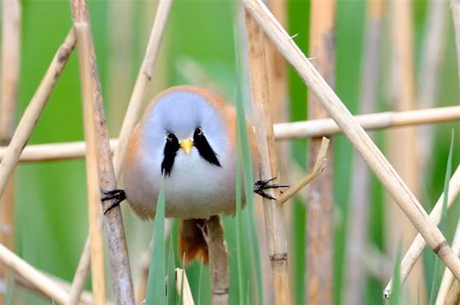  Loài chim này có tên gọi là Bearded Reedling, chúng có vẻ ngoài độc đáo đến mức bạn sẽ không bao giờ có thể nhầm lẫn với bất kỳ loài nào khác. Bearded Reedling là loài chim có đuôi dài với kích thước nhỏ (chỉ khoảng 16,5cm), có thể dễ dàng nằm gọn trong lòng bàn tay của bạn. Nhỏ nhỏ vậy thôi nhưng chúng có hình dạng "tròn ủm" cực đáng yêu, nhìn hệt như 1 cục bông di động. 