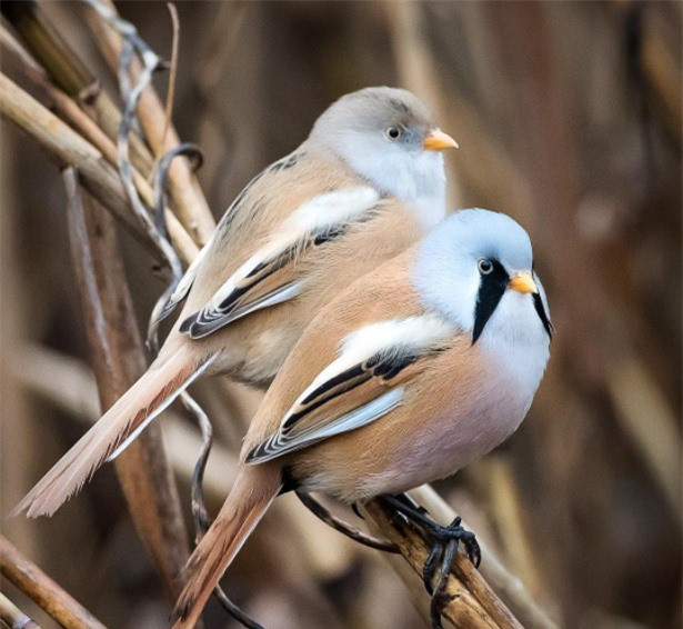  Con cái thì có màu lông nhạt hơn, mỏ tối màu hơn và tất nhiên, không có… ria mép. Hiện tại, loài này đang giảm về số lượng nhưng không ở mức đáng báo động. Bạn có thể tìm thấy chúng ở châu Âu và châu Á suốt 4 mùa.