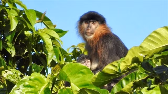 Sự cạnh tranh giành không gian rừng có thể là nguyên nhân đằng sau sự pha trộn kỳ lạ này, với môi trường sống bị thu hẹp khiến khỉ vòi đực chiếm lĩnh nơi sinh sống của các nhóm voọc. Các con lai thường vô sinh, nhưng 1 bức ảnh được chụp lại cho thấy rằng con lai vòi-voọc dường như đang nuôi con non.