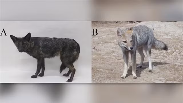 Dogixm: Các nhân viên thú y ở miền nam Brazil không thể biết họ đang chăm sóc chó hay cáo khi một con vật không rõ danh tính đến điều trị vào năm 2021. Sinh vật có tên là "dogxim" này có những đặc điểm giống cả chó nhà ( Canis lupus quenis ) và cáo đồng cỏ ( Lycalopex gymnocercus ). Nó hóa ra là con lai chó-cáo đầu tiên được biết đến, The Telegraph đưa tin.